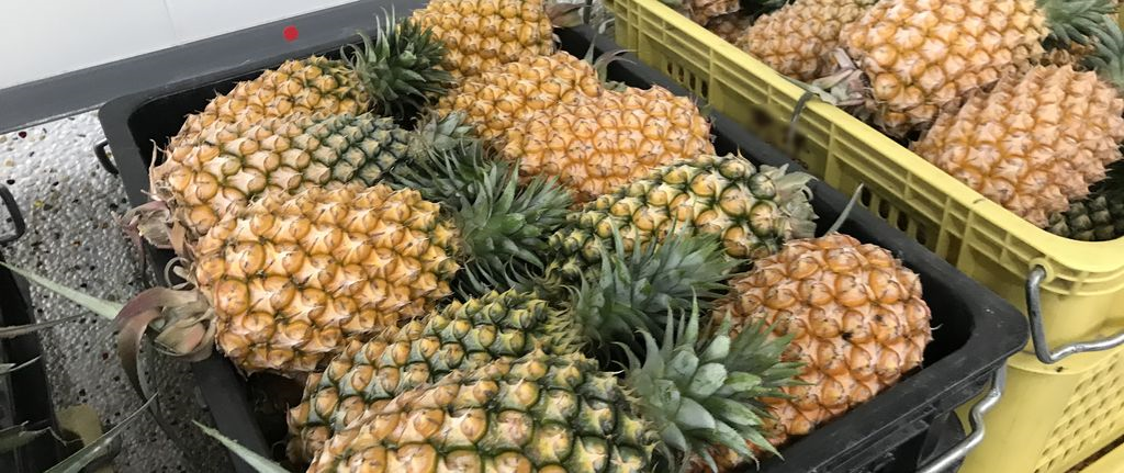 輸出入銀行實際行動支持台灣小農、弱勢團體(圖2)